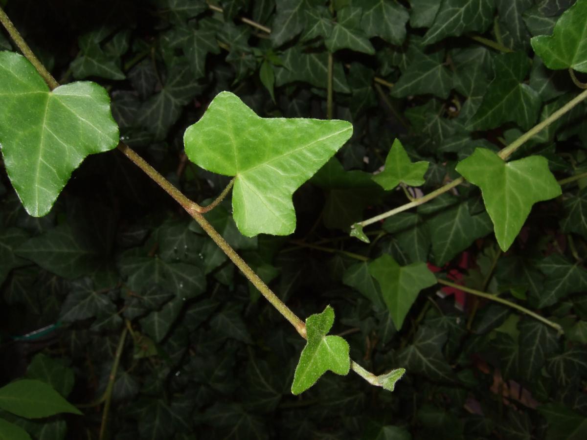 Efeu